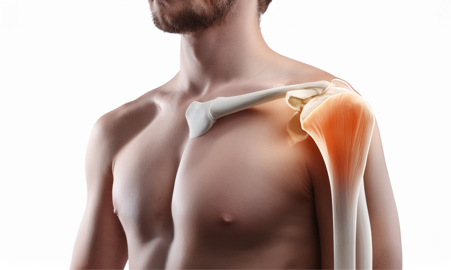 spalla- articolazione