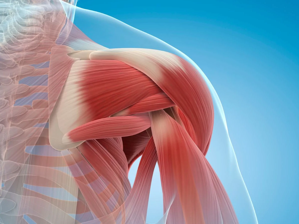 Anatomia della spalla e della cuffia dei rotatori